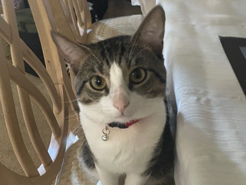 Tabby 1 year old male named Nightmare for adoption in Middlesex County, New Jersey | Petmeetly