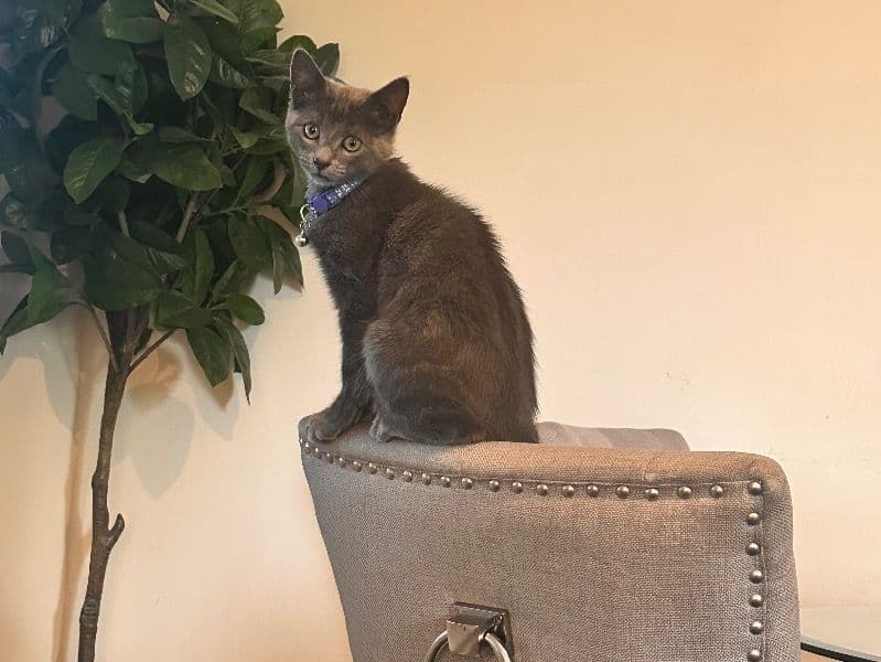 Smokey primary photo