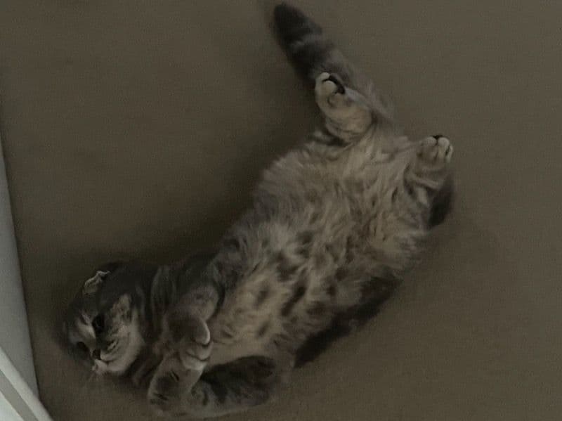 Mitzy primary photo