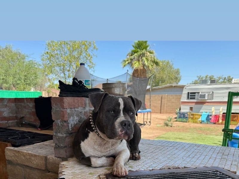 Buddy primary photo