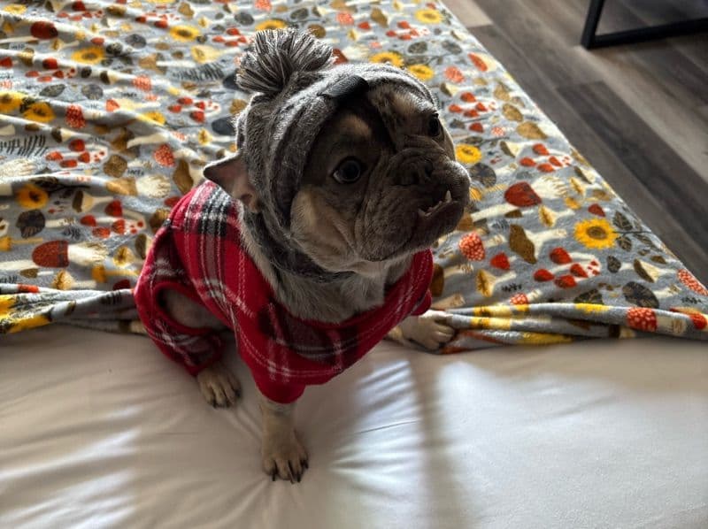 Porkchop primary photo
