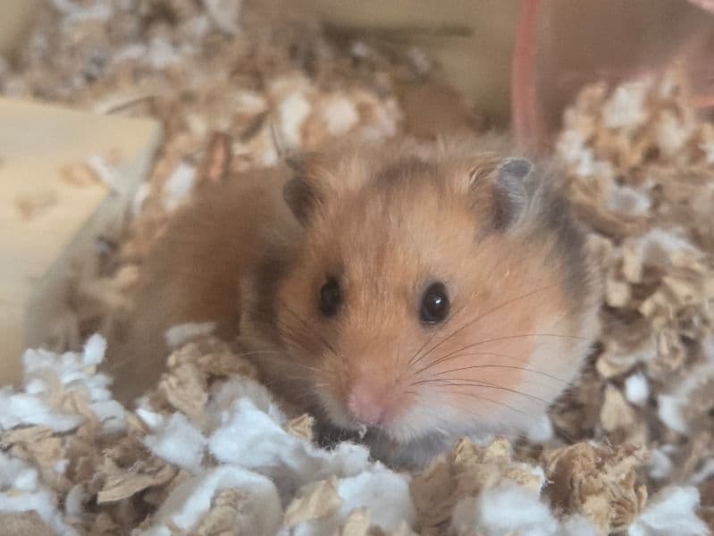 Syrian Hamster 5 months old female named Toast for sale in Duval County, Florida | Petmeetly