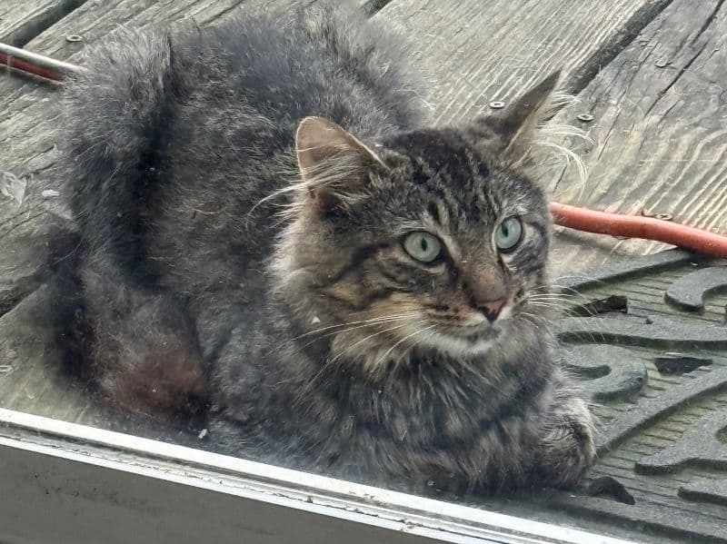 Simba primary photo