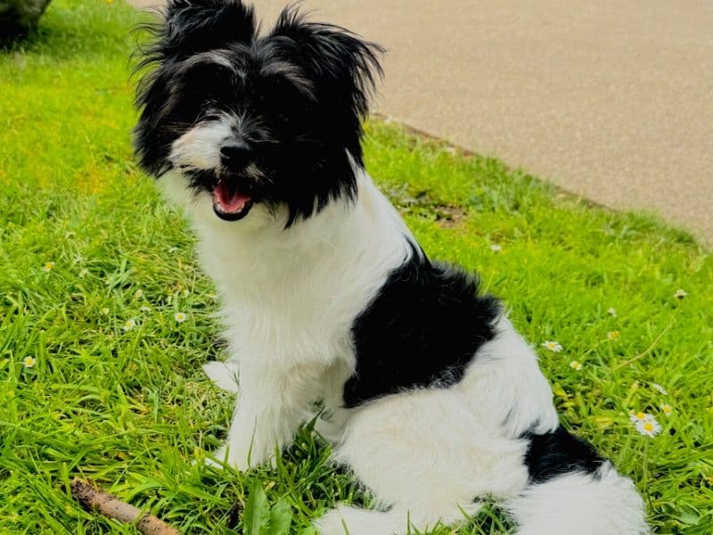 Mable primary photo