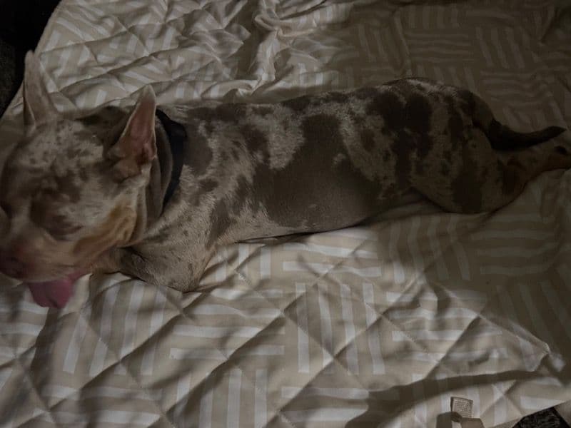 American Pocket Bully 1 year 8 months old female large named Cinny for sale in Sacramento County, California | Petmeetly