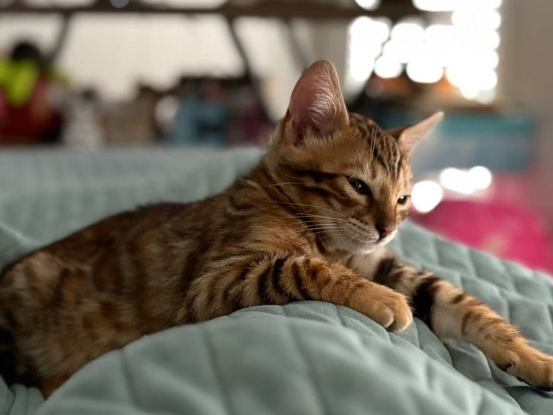 Bengal 8 months old male named Simba for sale in Cleveland, Georgia | Petmeetly