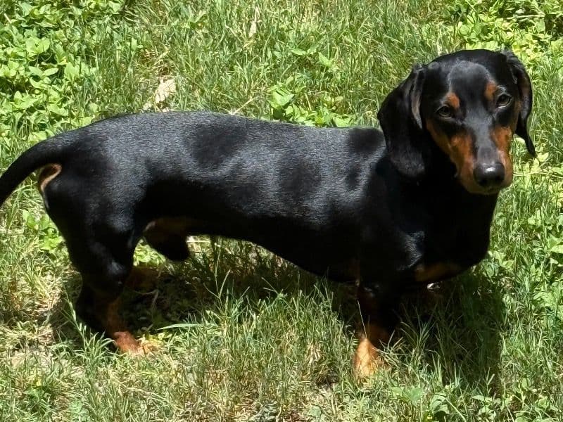 Dash primary photo