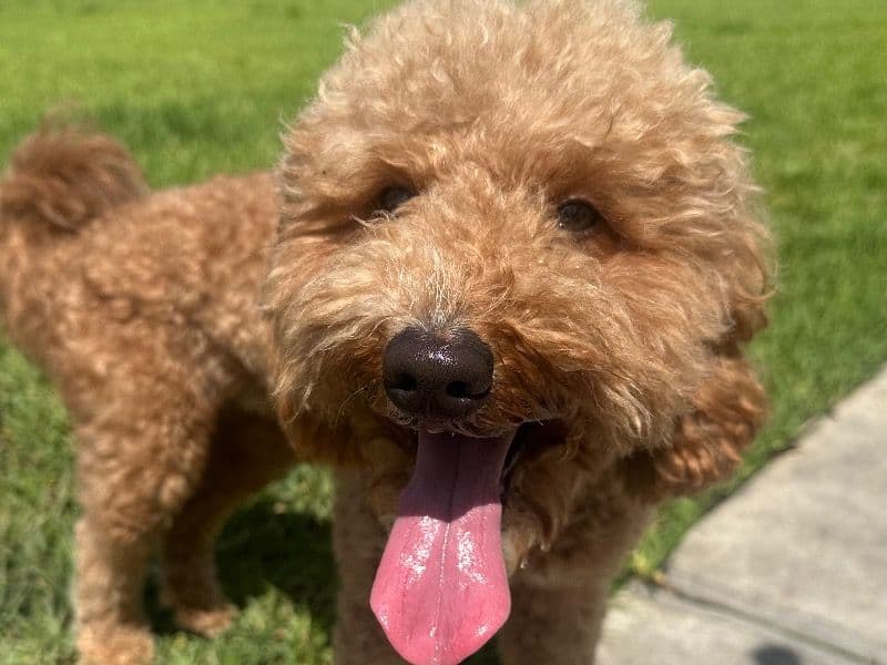 Teddy primary photo