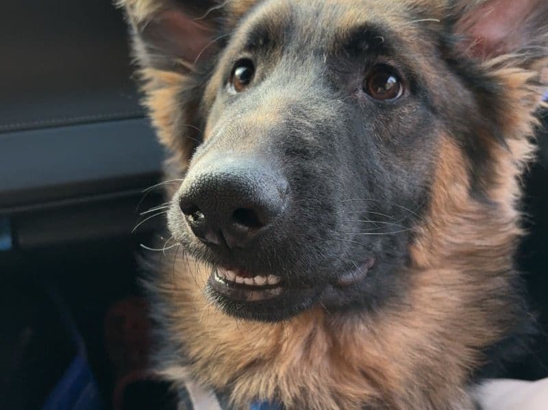 German Shepherd 2 years 4 months old male medium named North for adoption in St. Clair County, Michigan | Petmeetly