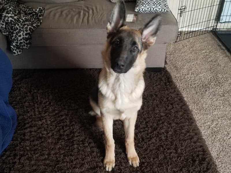 Zeus primary photo