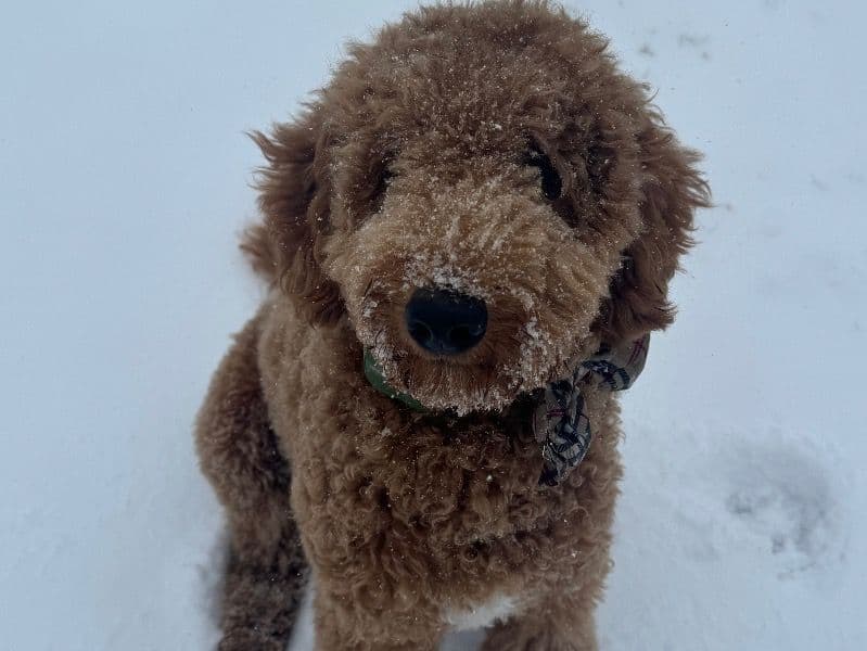 Bruno primary photo