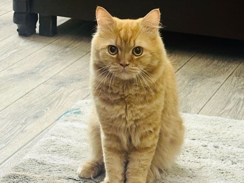 Persian 2 years 7 months old male named Bob for breeding in Meerut Division, Uttar Pradesh | Petmeetly