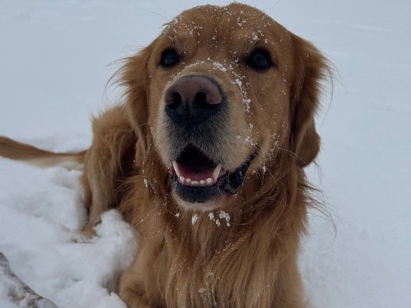 Golden Retriever 4 years old male large named Langley for breeding in Chatham-Kent, Ontario | Petmeetly