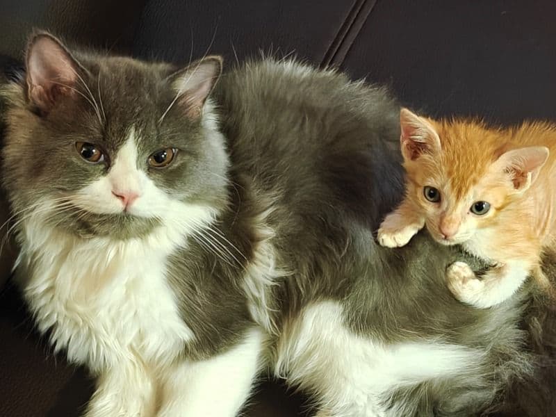 Persian 8 months old male named Tony for breeding in Gurgaon Division, Haryana | Petmeetly