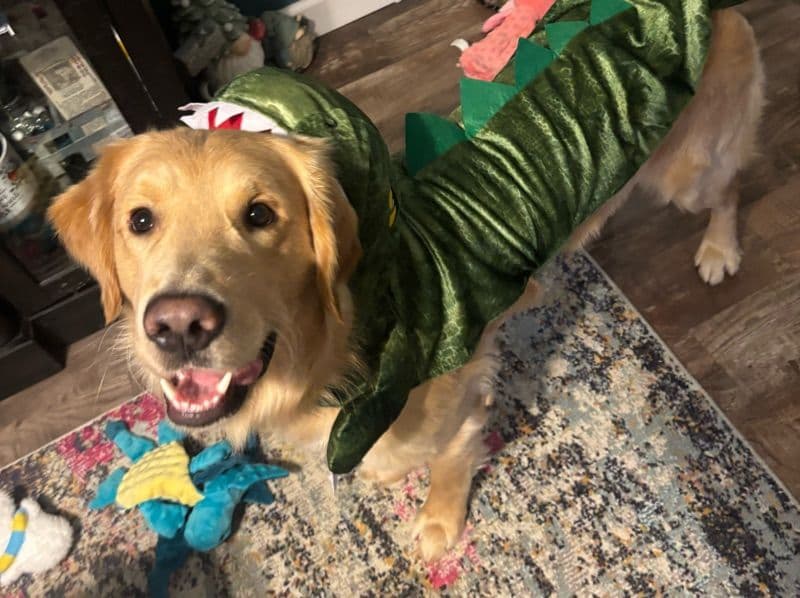 Golden Retriever 2 years old male large named Jar-jar for breeding in Greene County, Missouri | Petmeetly