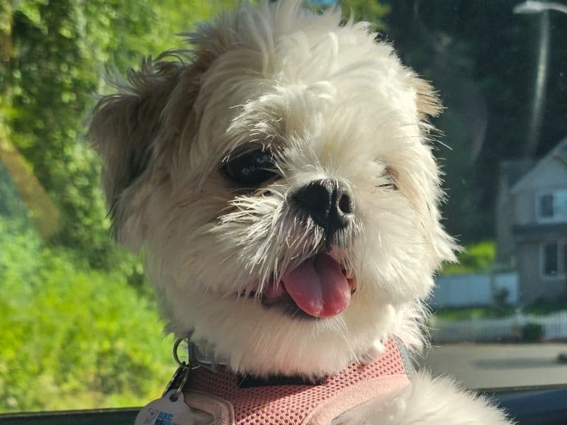 Daisy primary photo