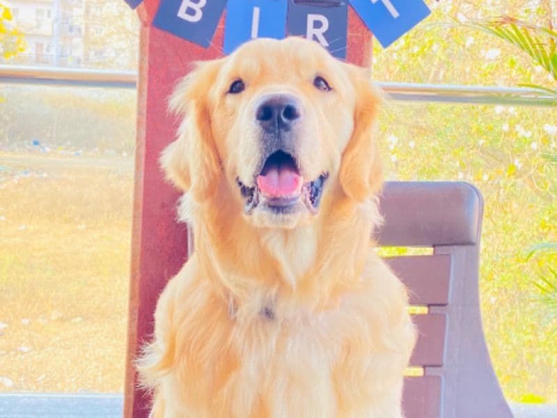 Whiskey primary photo