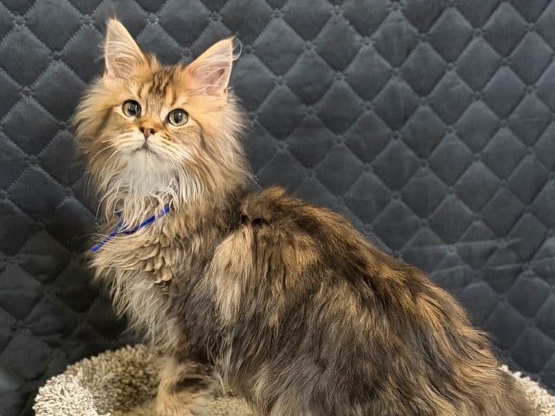 Maine Coon 7 months old male named Winston for sale in Algood, Tennessee | Petmeetly