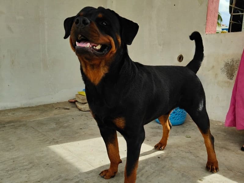 Simba primary photo