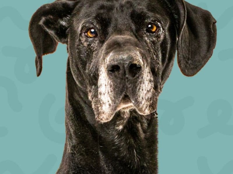 Great Dane 7 years 8 months old male extra large named Jacky for adoption in Lyon County, Nevada | Petmeetly