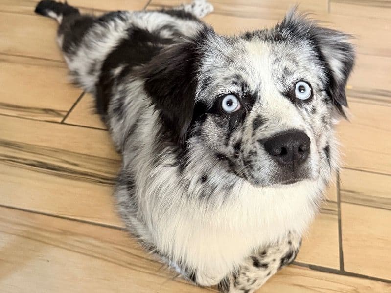 Koda primary photo