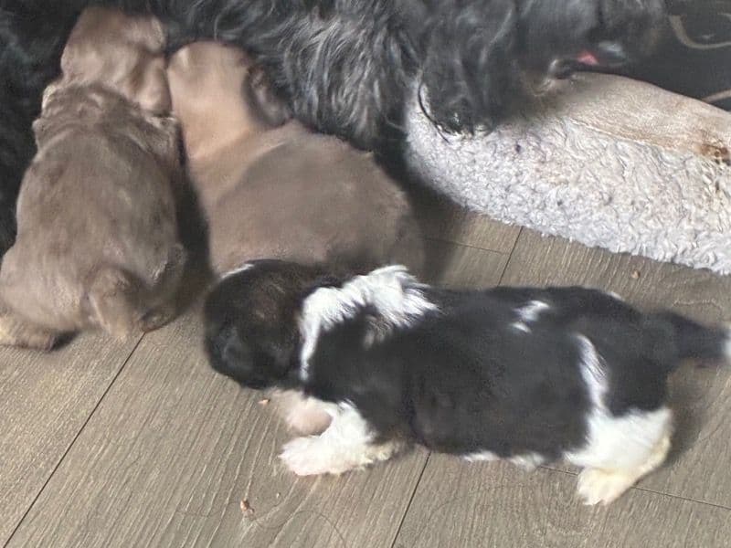 Shih Tzu 2 months old male small named Luna’s Babies for sale in Suffolk County, New York | Petmeetly