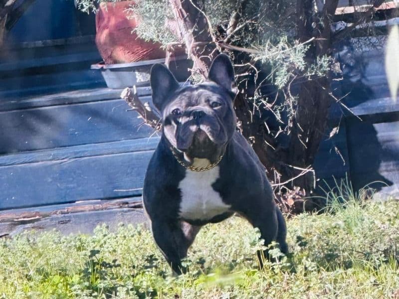 American Bulldog 1 year 7 months old male medium named Stitch for sale in Condado de Harrison, Texas | Petmeetly