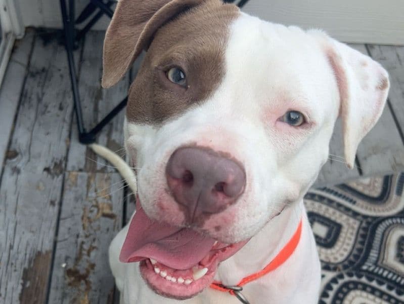 American PitBull Terrier 2 years 10 months old male medium named Face for sale in Knox County, Tennessee | Petmeetly