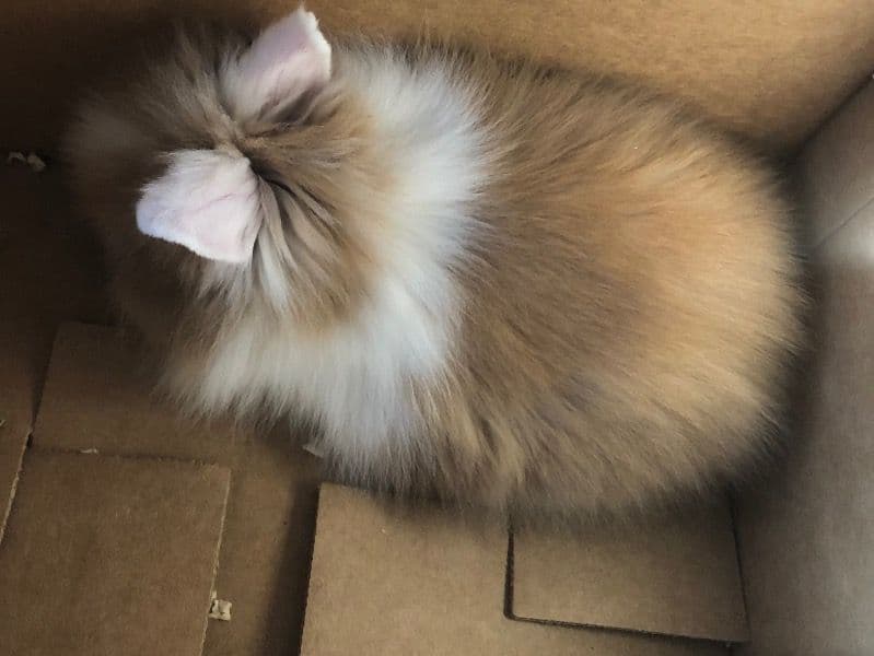 Caramel primary photo