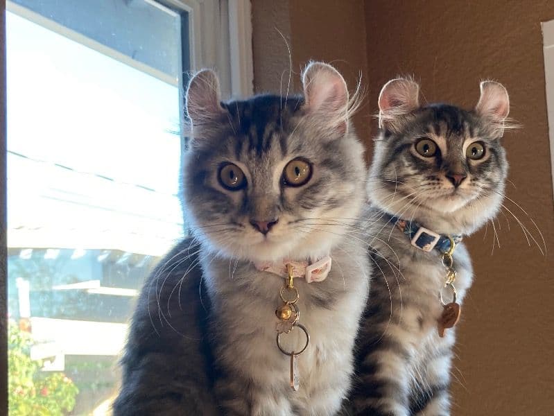 Maine Coon 1 year 4 months old female named Rosie for breeding in Placer County, California | Petmeetly