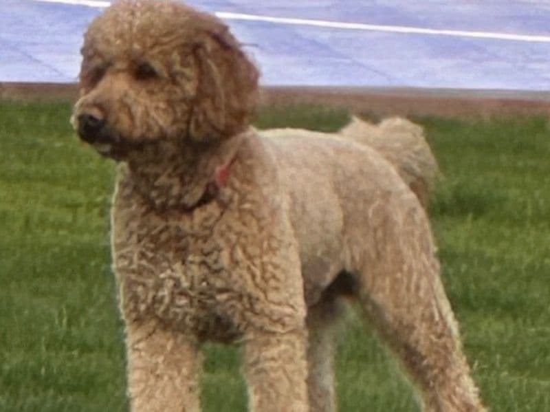 Jax primary photo