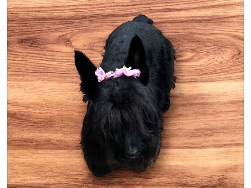 Annie primary photo