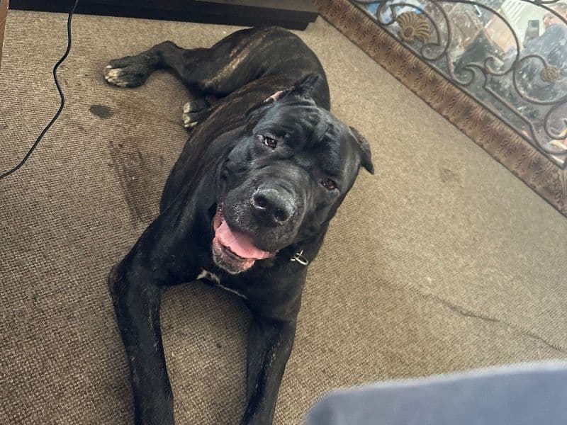 Ares primary photo