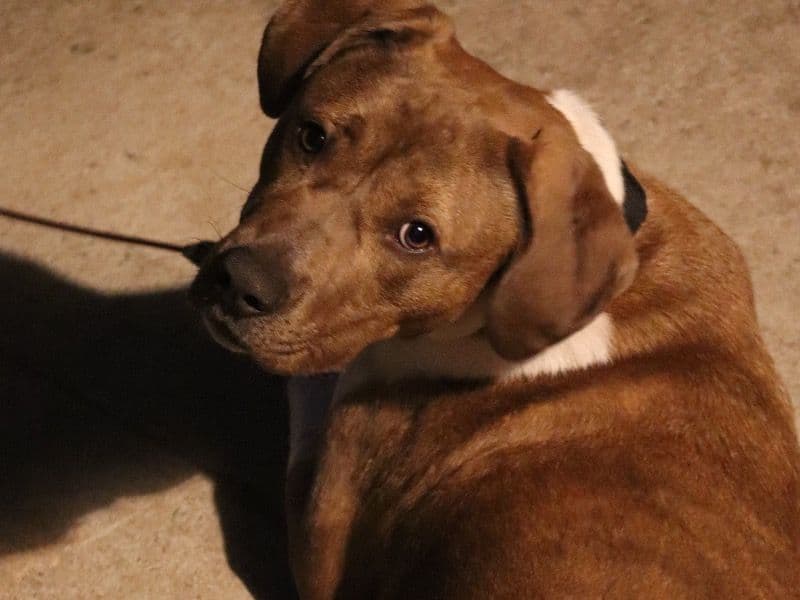 Brownie primary photo