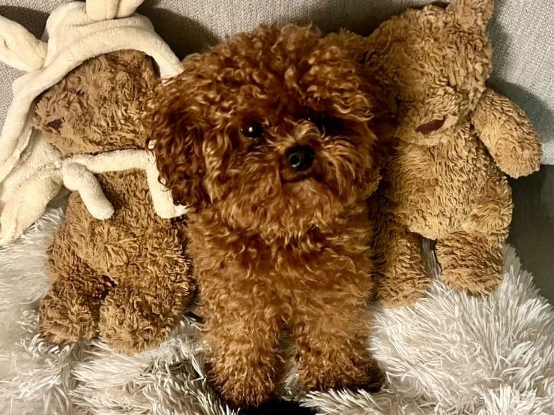 Teddy primary photo