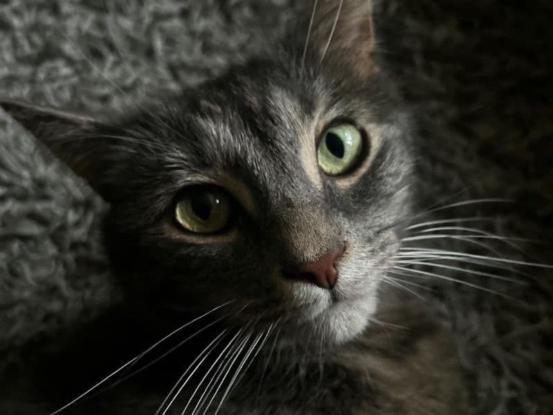 Milo primary photo