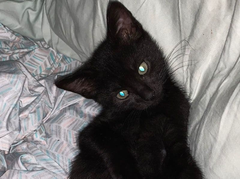 Bombay 7 months old male named Onyx for sale in Broward County, Florida | Petmeetly