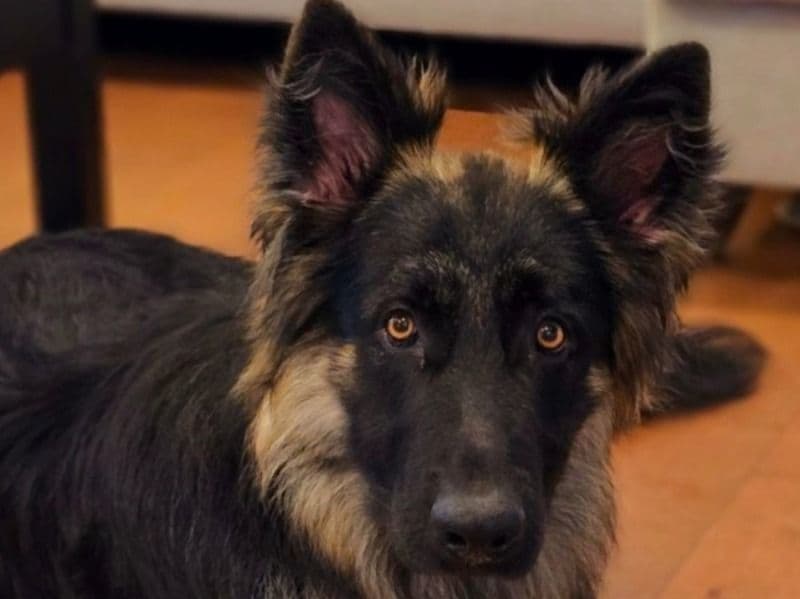 Black German Shepherd 2 years 8 months old male large named Ripp for breeding in Calvache, Rincón | Petmeetly