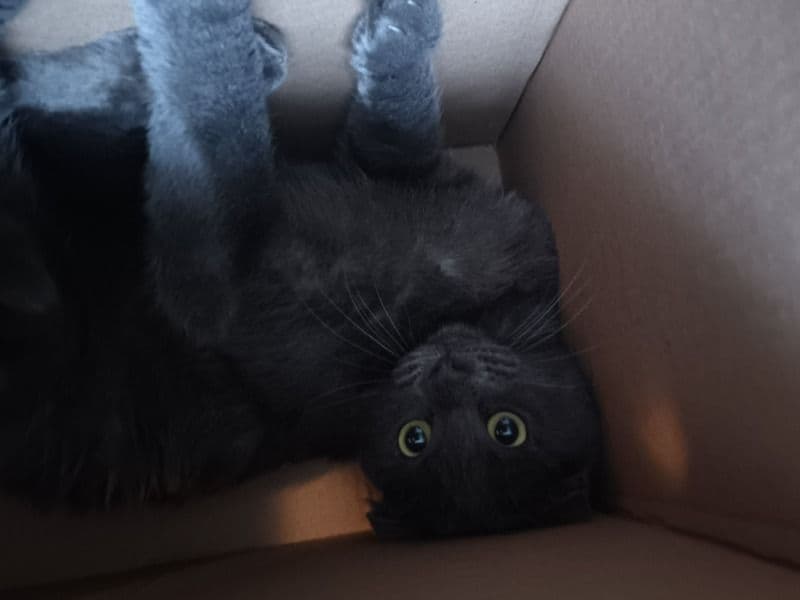 Luna primary photo