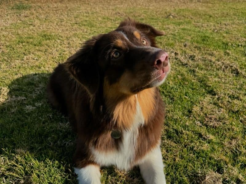 Bear primary photo