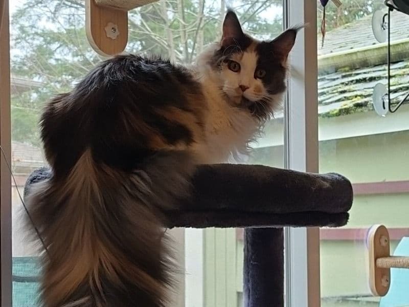 Calypso primary photo