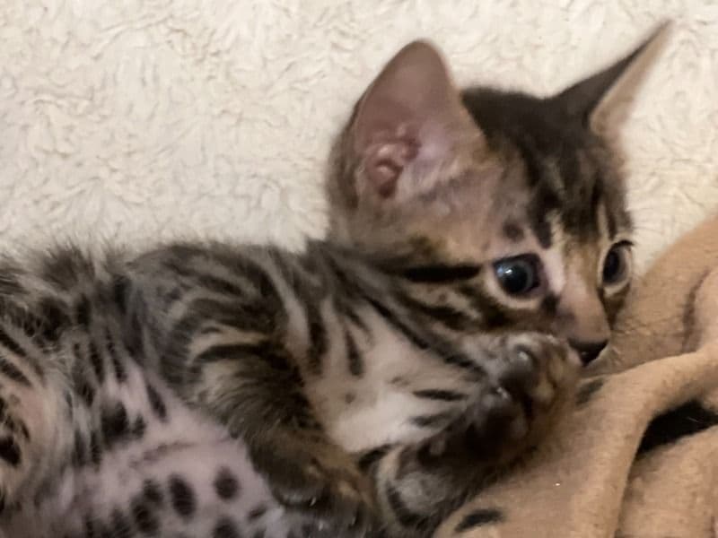 Bengal 9 months old male named Taz for sale | Petmeetly