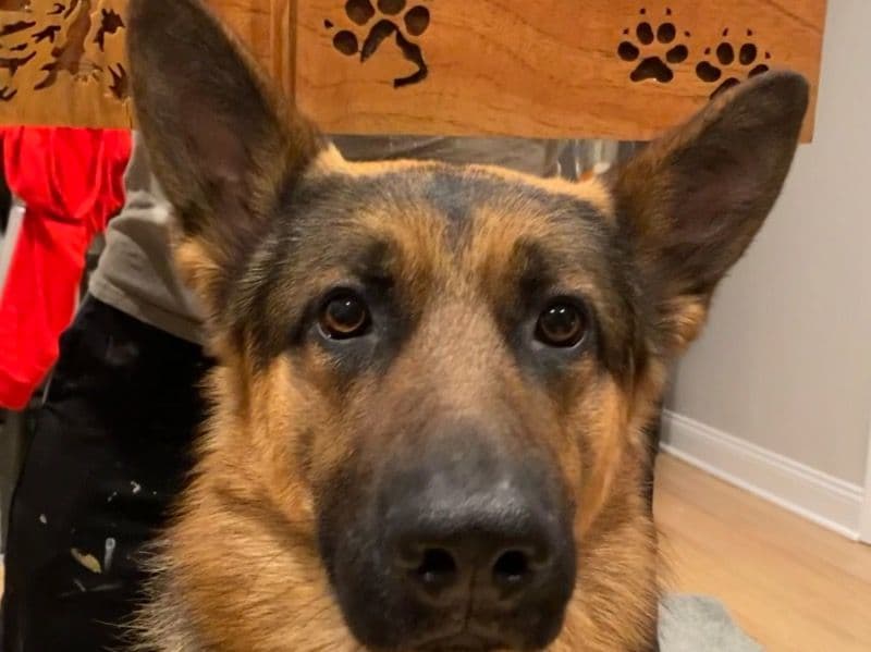 Max primary photo