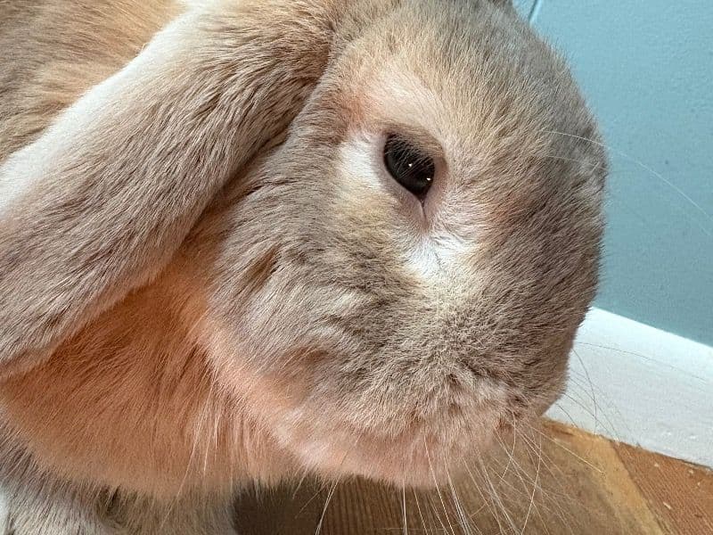 Thumper primary photo