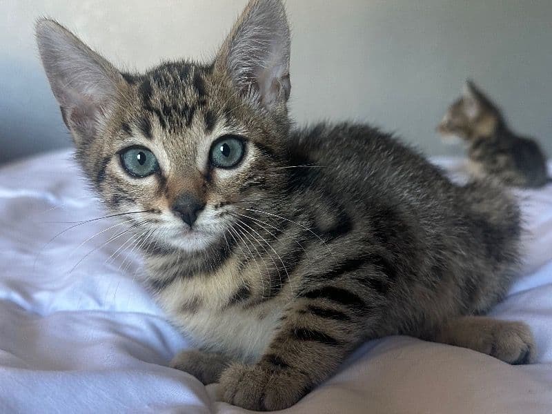 Cleo primary photo