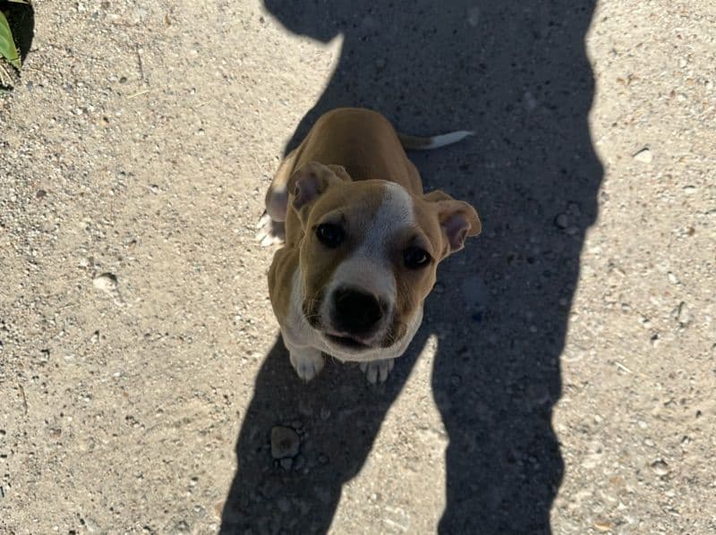 Rednose Pitbull Terrier 3 months old male small named Kodak for sale in Harris County, Texas | Petmeetly