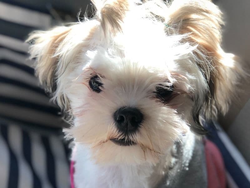 Sunny primary photo