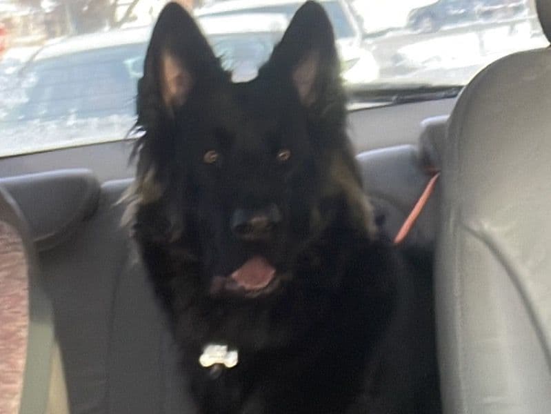German Shepherd 1 year 11 months old male large named Ace for sale in Cuyahoga County, Ohio | Petmeetly