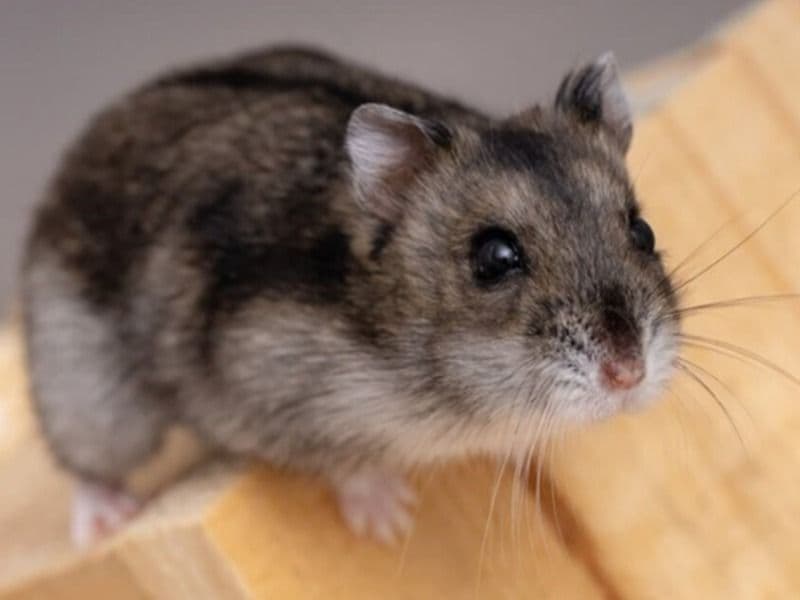 Dwarf Hamster 2 years 6 months old female named Terry for breeding in Workington, England | Petmeetly