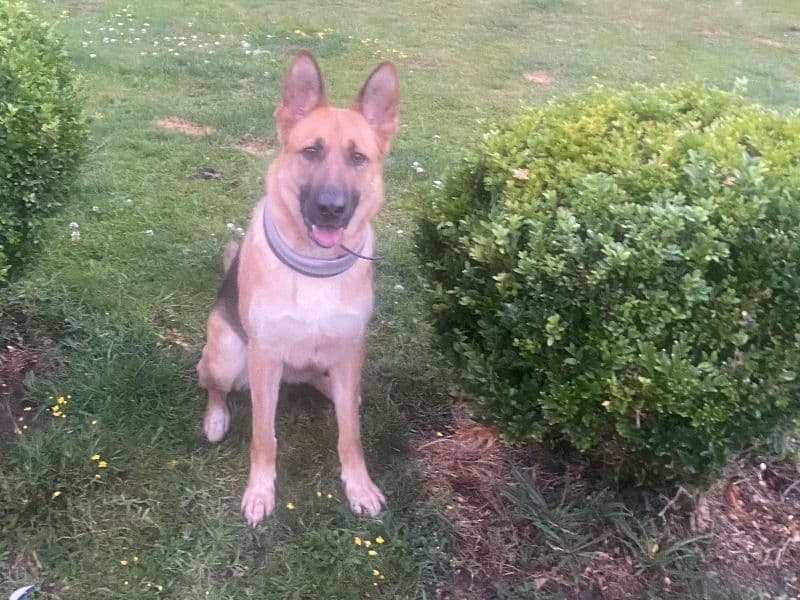German Shepherd 3 years 5 months old female large named Roxy for breeding in Essex, England | Petmeetly